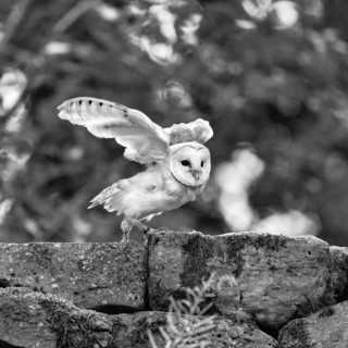 Common barn owl