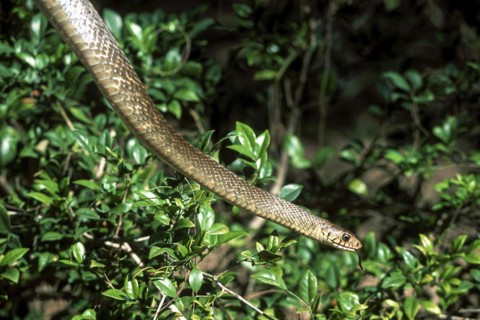 Rat Snake