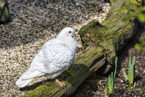 White dove