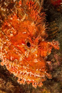 Head Portrait Portrait of Great Red Dragonhead