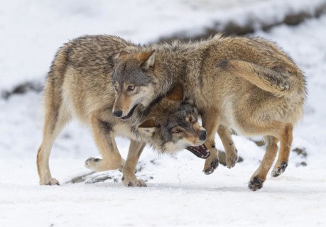 Algonquin wolf