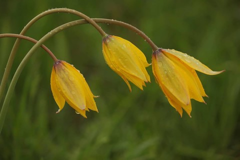Three wild tulip