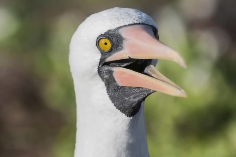 Nazca Booby