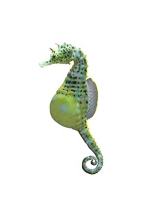 Big-belly seahorse