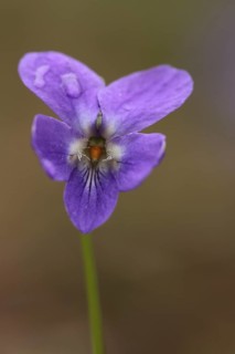 Early-dog violet