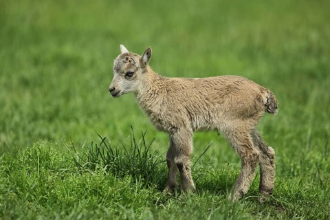 Chamois