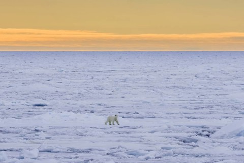 Lone polar bear