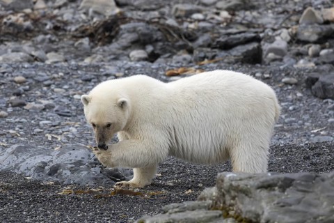 Lone Polar bear