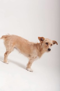 Golden terrier dog standing sideways with a wary expression over a white background