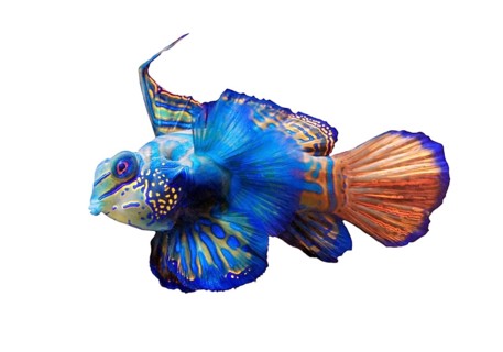 Mandarinfish