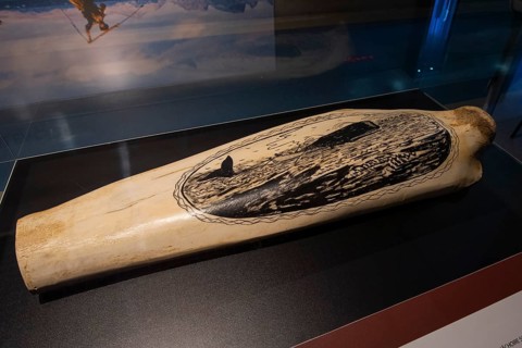 Historical drawings on the lower jaw of a sperm whale