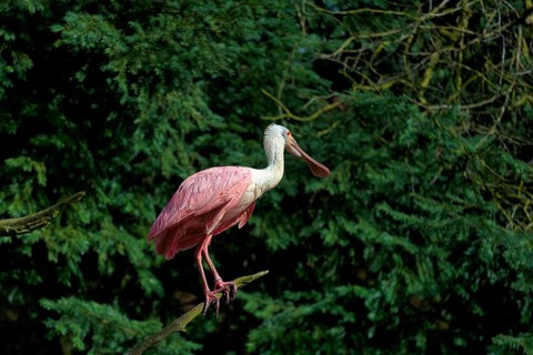 Roseate spoonbill