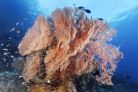 Coral block with nodular sea fan