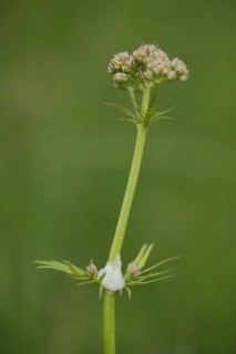 Marsh valerian