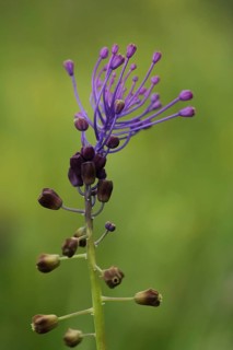 Tassel hyacinth