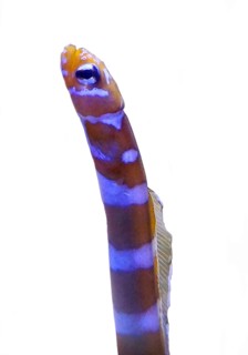 Orange-striped tube eel