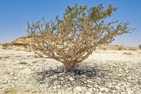 Frankincense