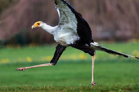 Secretary bird