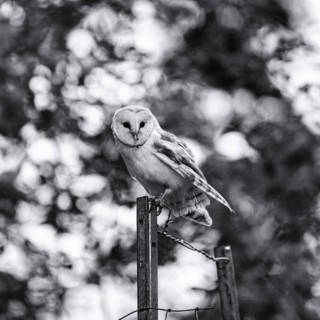 Common barn owl