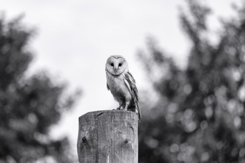 Common barn owl