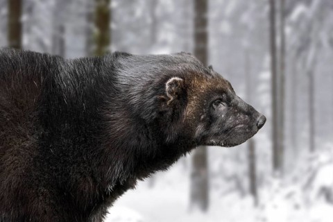 Wolverine