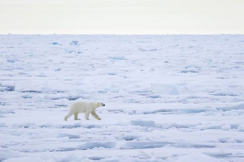 Lone polar bear