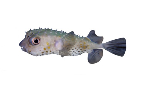 Spotbase burrfish