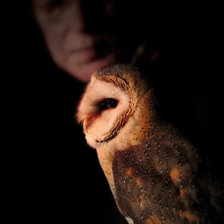 Common barn owl