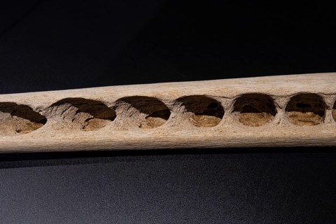 Lower jaw of a sperm whale