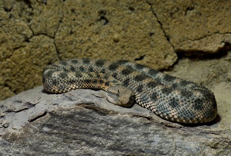 Saharan horned viper