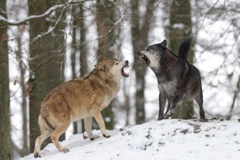 Algonquin wolf