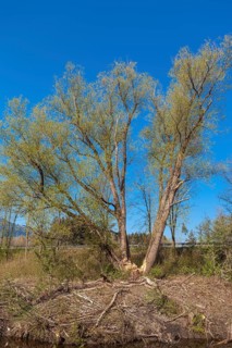 Traces of browsing by beavers on a group of trees