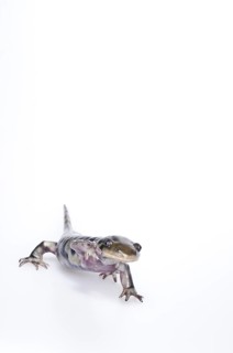 Eastern tiger salamander