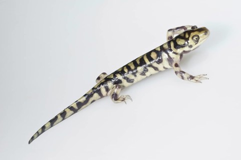 Eastern tiger salamander