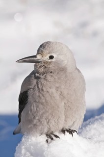 Clarks Nutcracker
