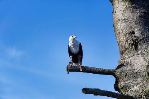 African Fish Eagle
