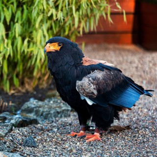 Bateleur