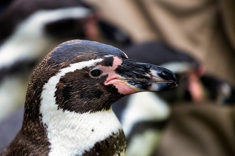 Humboldt penguin