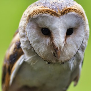 Close-up