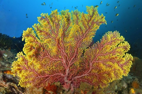 Reddish yellow gorgonian
