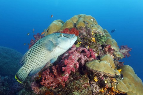 Napoleon humphead wrasse