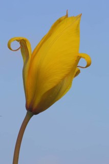 Wild tulip
