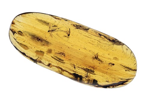 Mosquitoes in Amber 40 Million Years Old