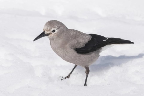 Clark's Nutcracker
