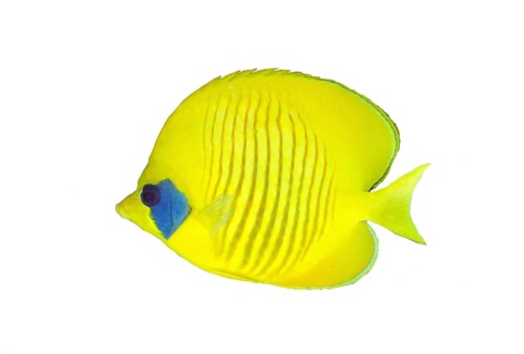 Bluecheek butterflyfish