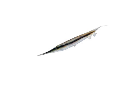Striped coral shrimpfish