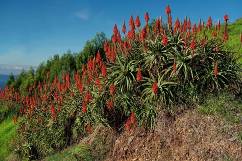 Red aloe vera