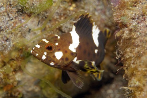 Highfin grouper