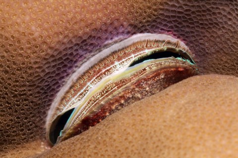 Scallop