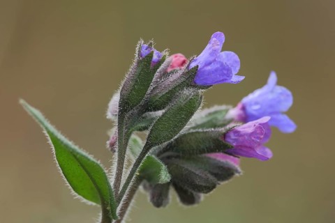 True common lungwort